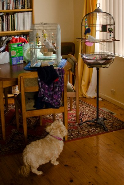 millie and the birds.jpg